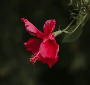 Import Hibiscus
