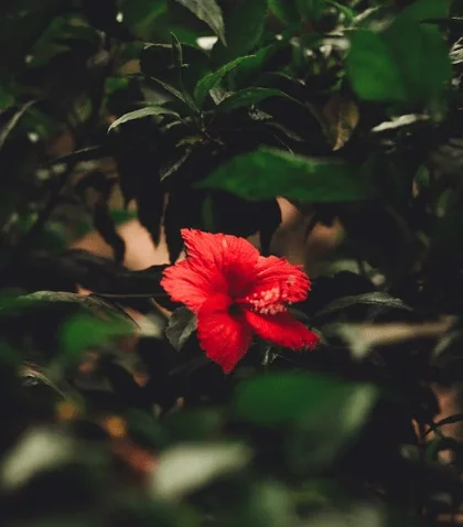 Import Hibiscus