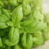 Import Basil