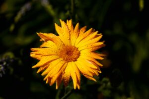 
Import Calendula