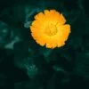 Import Calendula