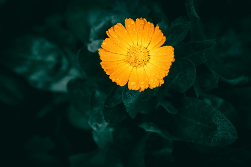 Import Calendula