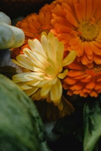 Import Calendula from our website now