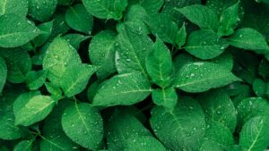 the herb import company