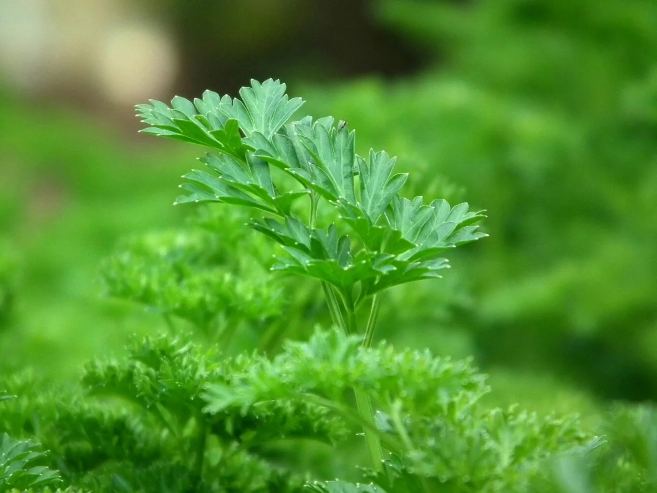 the herb import company
