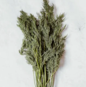 Dill