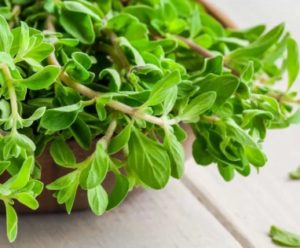 Importing marjoram