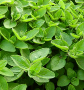 Importing marjoram