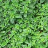 Importing marjoram