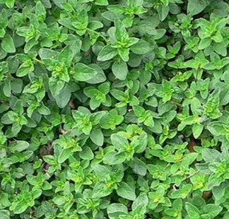 Importing marjoram