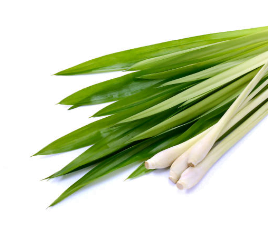 Lemongrass