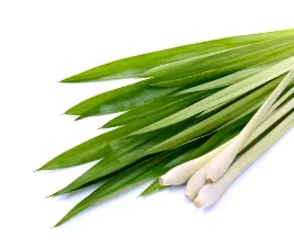 Lemongrass