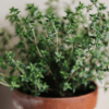 Thyme