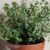 Thyme