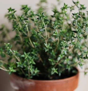 Thyme