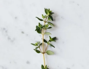 Thyme