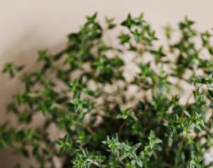 Thyme