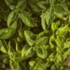 oregano import