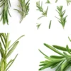 rosemary