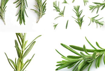 rosemary