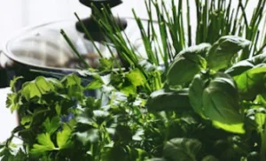 Egyptian culinary herbs