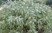 Sage supplier Egypt