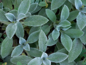 Sage supplier Egypt