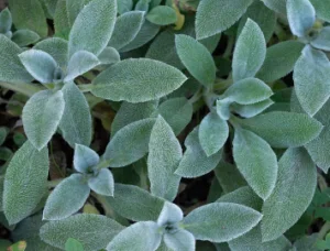 Sage supplier Egypt