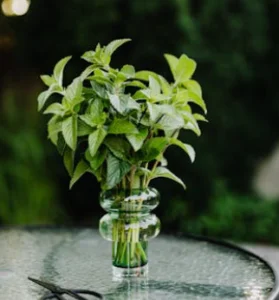 Buy Spearmint from Egypt