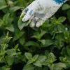 Buy Spearmint from Egypt