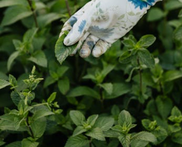 Buy Spearmint from Egypt