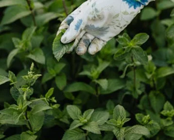 Buy Spearmint from Egypt