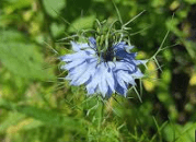 Nigella Sativa Exporter Egypt